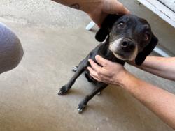 Reunited Male Dog last seen Wawona St, Manteca, CA 95337, USA, Manteca, CA 95337