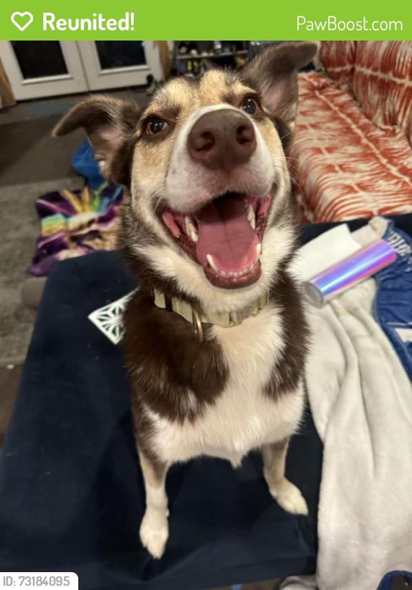 Reunited Male Dog last seen Near Shaw Rd, South San Francisco, CA 94080, USA, South San Francisco, CA 94080