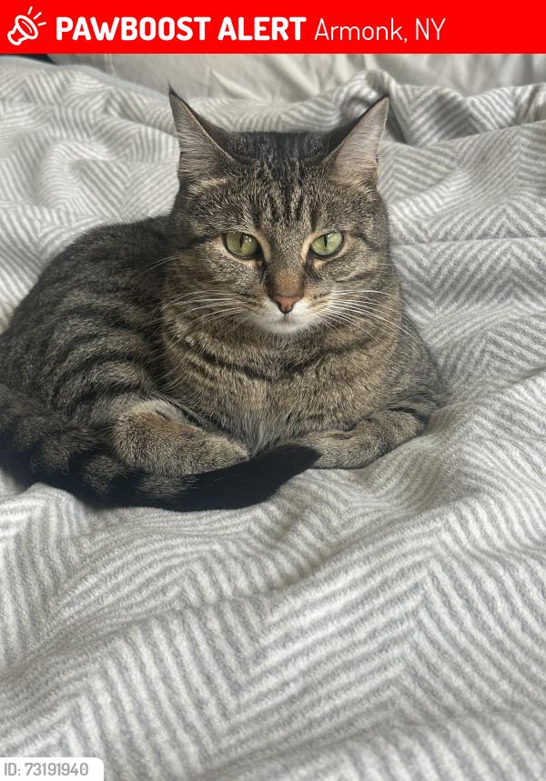 Lost Male Cat last seen Armonk NY, Armonk, NY 10504