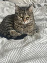 Lost Male Cat last seen Armonk NY, Armonk, NY 10504