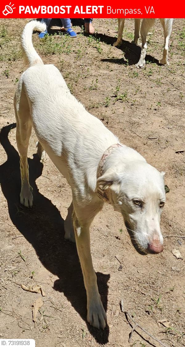 Lost Female Dog last seen Mt Hope Baptist Church in Bumpass, Bumpass, VA 23024