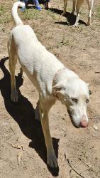 Lost Female Dog last seen Mt Hope Baptist Church in Bumpass, Bumpass, VA 23024