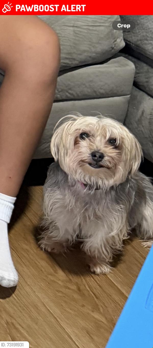 Lost Female Dog last seen Simon way lawrenceville ga 30045, Gwinnett County, GA 30045