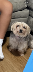 Lost Female Dog last seen Simon way lawrenceville ga 30045, Gwinnett County, GA 30045