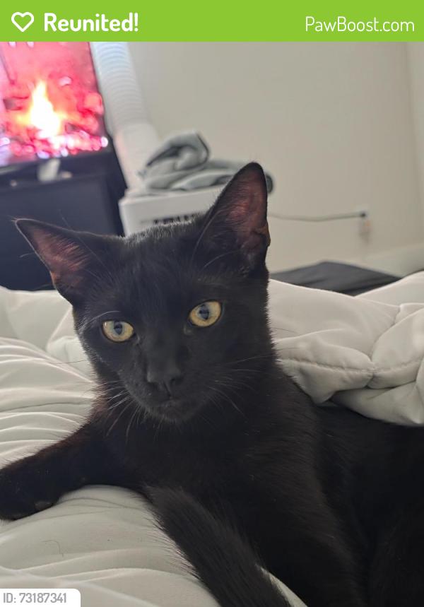 Reunited Male Cat last seen Hollister street, San Diego, CA 92154