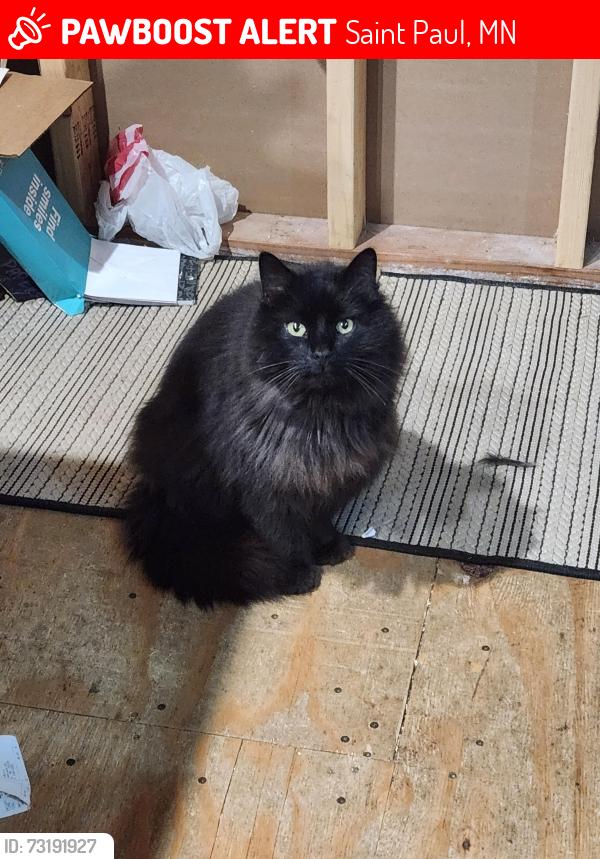 Lost Male Cat last seen Near Hoyt Ave E Saint Paul, Saint Paul, MN 55119