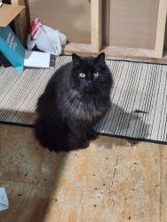 Lost Male Cat last seen Near Hoyt Ave E Saint Paul, Saint Paul, MN 55119