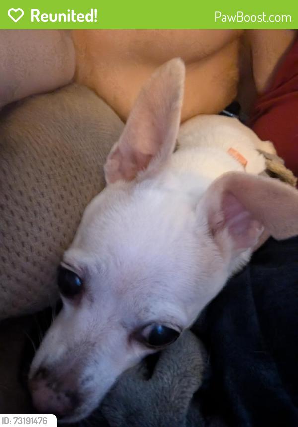 Reunited Female Dog last seen Phoebe nursing home, Richlandtown, PA 18955