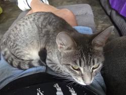 Lost Female Cat last seen Grand travers and venoy, Westland, MI 48186