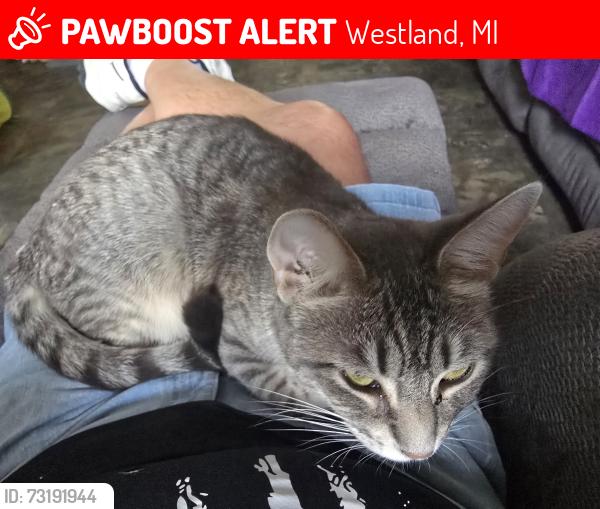 Lost Female Cat last seen Grand travers and venoy, Westland, MI 48186