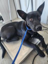 Shelter Stray Male Dog last seen Near BLOCK GREGG LN, ARVIN CA 93203, 3951 Fruitvale Ave, Bakersfield, CA 93308, USA
