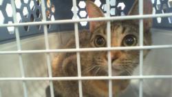 Shelter Stray Female Cat last seen CHARLOTTE, 8315 Byrum Dr, Charlotte, NC 28217, USA