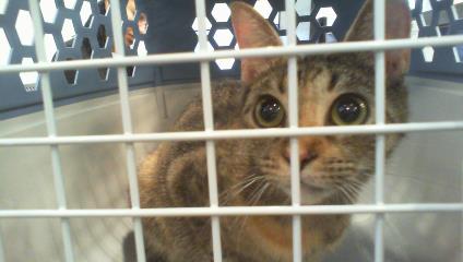 Shelter Stray Female Cat last seen CHARLOTTE, 8315 Byrum Dr, Charlotte, NC 28217, USA