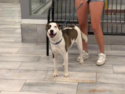 Shelter Stray Female Dog last seen PINEVILLE, 8315 Byrum Dr, Charlotte, NC 28217, USA