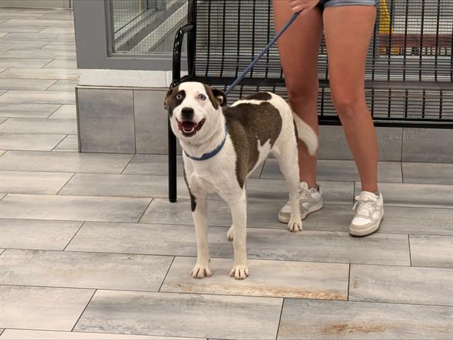 Shelter Stray Female Dog last seen PINEVILLE, 8315 Byrum Dr, Charlotte, NC 28217, USA