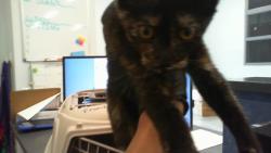 Shelter Stray Female Cat last seen CHARLOTTE, 8315 Byrum Dr, Charlotte, NC 28217, USA
