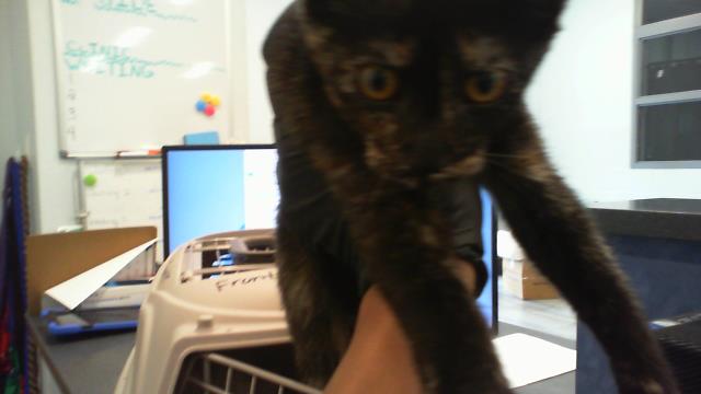 Shelter Stray Female Cat last seen CHARLOTTE, 8315 Byrum Dr, Charlotte, NC 28217, USA