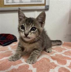 Shelter Stray Male Cat last seen , 600 Aviation Dr, Camarillo, CA 93010, USA