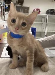 Shelter Stray Male Cat last seen , 600 Aviation Dr, Camarillo, CA 93010, USA