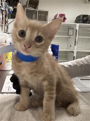Shelter Stray Male Cat last seen , 600 Aviation Dr, Camarillo, CA 93010, USA