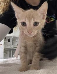 Shelter Stray Male Cat last seen , 600 Aviation Dr, Camarillo, CA 93010, USA