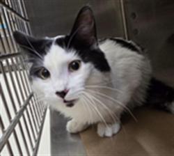 Shelter Stray Male Cat last seen , 232 Eslinger Way, Sanford, FL 32773, USA