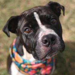 Shelter Stray Male Dog last seen Near BLOCK LAKEDON, 4710 TX-151, San Antonio, TX 78227, USA
