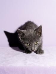 Shelter Stray Male Cat last seen Near BLOCK DUNDAS DR, 2020 Forest St, Jacksonville, FL 32204, USA
