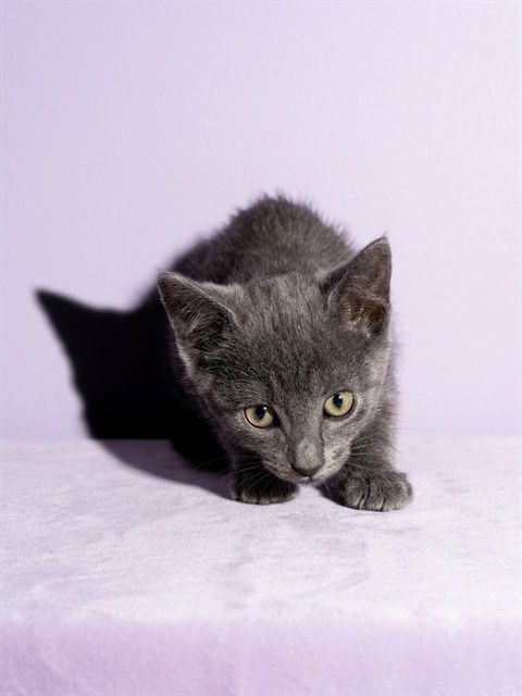 Shelter Stray Male Cat last seen Near BLOCK DUNDAS DR, 2020 Forest St, Jacksonville, FL 32204, USA