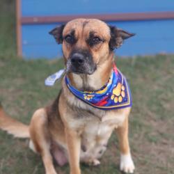 Shelter Stray Female Dog last seen N SAN GABRIEL, 4710 TX-151, San Antonio, TX 78227, USA