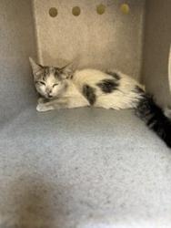 Shelter Stray Female Cat last seen , 31044 Charlie Canyon Rd, Castaic, CA 91384, USA