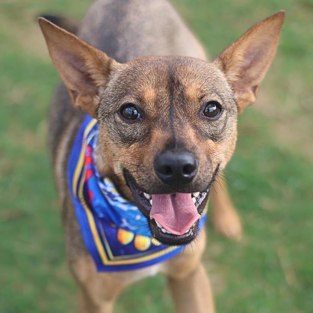 Shelter Stray Female Dog last seen W. WOODLAWN AVE, 4710 TX-151, San Antonio, TX 78227, USA