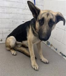 Shelter Stray Male Dog last seen Near BLOCK FOOTHILL BLVD, 333 Chandler Pl, San Bernardino, CA 92408, USA