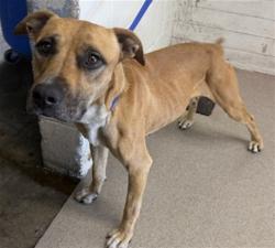 Shelter Stray Female Dog last seen ALDER/MARYGOLD, 333 Chandler Pl, San Bernardino, CA 92408, USA