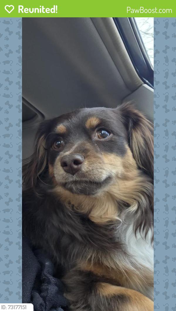 Reunited Male Dog last seen Lemay and vine, Fort Collins, CO 80524
