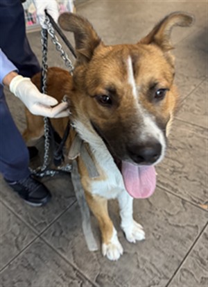 Shelter Stray Male Dog last seen , 11361 W Pico Blvd, Los Angeles, CA 90064, USA