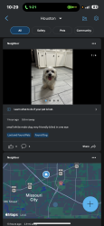 Lost Male Dog last seen Kitty Brook drive and secretariat ln, Houston, TX 77071