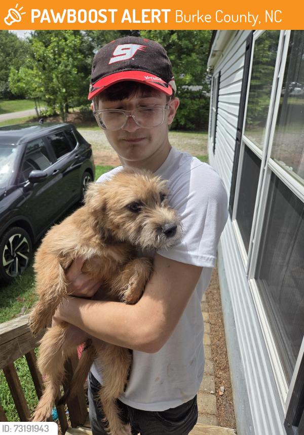 Found/Stray Female Dog last seen Kaylas ridge rd, connelly springs nc 28612, Burke County, NC 28612