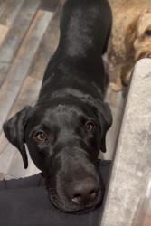 Reunited Male Dog last seen Lake Rd and Route 6, Columbia, CT 06237