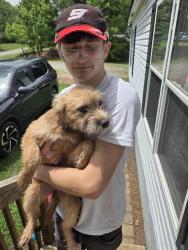 Found/Stray Female Dog last seen Kaylas ridge rd, connelly springs nc 28612, Burke County, NC 28612