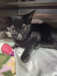 Shelter Stray Male Cat last seen , West Valley Animal Shelter, 20655 Plummer St, Chatsworth, CA 91311, USA