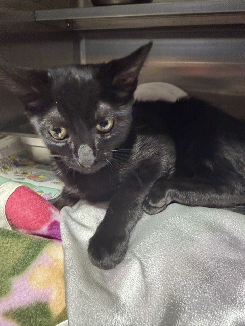 Shelter Stray Male Cat last seen , West Valley Animal Shelter, 20655 Plummer St, Chatsworth, CA 91311, USA