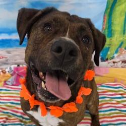 Shelter Stray Male Dog last seen Near, 2600 S Harding St, Indianapolis, IN 46221, USA