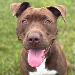 Shelter Stray Female Dog last seen Near, 2600 S Harding St, Indianapolis, IN 46221, USA