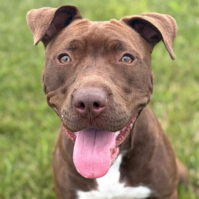 Shelter Stray Female Dog last seen Near, 2600 S Harding St, Indianapolis, IN 46221, USA