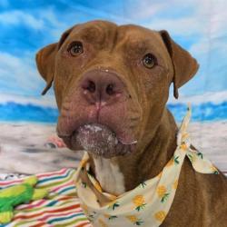 Shelter Stray Male Dog last seen Near, 2600 S Harding St, Indianapolis, IN 46221, USA