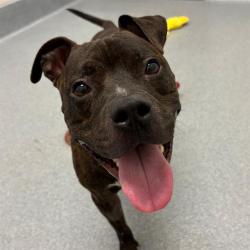 Shelter Stray Male Dog last seen Near, 2600 S Harding St, Indianapolis, IN 46221, USA