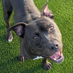 Shelter Stray Male Dog last seen Near, 2600 S Harding St, Indianapolis, IN 46221, USA