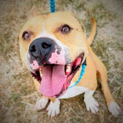 Shelter Stray Female Dog last seen Near, 2600 S Harding St, Indianapolis, IN 46221, USA