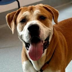 Shelter Stray Male Dog last seen Near, 2600 S Harding St, Indianapolis, IN 46221, USA